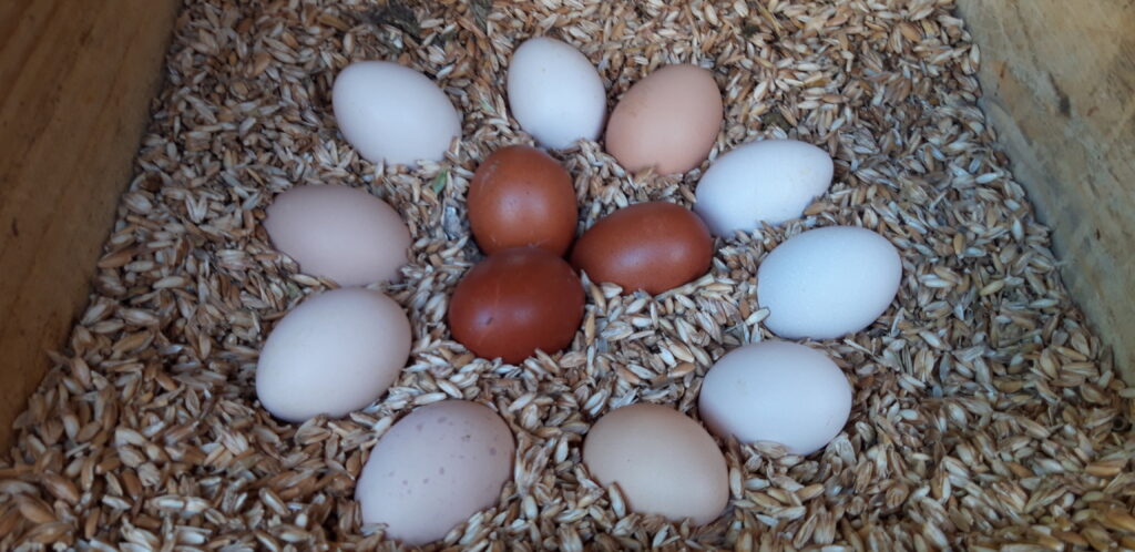 Eier vom Hof - Hof Jäissberg