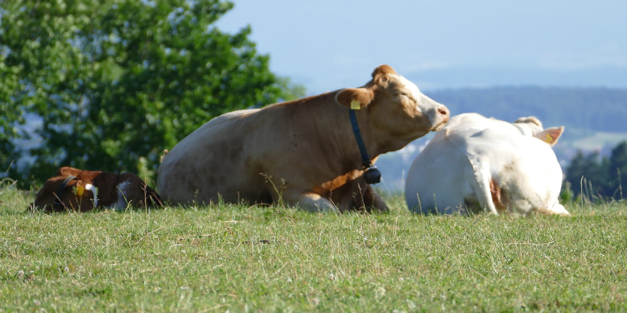 Rinder liegend auf Wiese